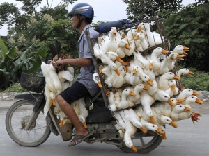man-on-motorcycle-transporting-ducks